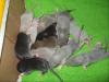 Köln wunderschöne Rattenbabys in div. blue varianten,  black und mink