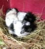 Dalmatiner Meerschweinchen