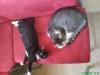 paule und lilly suchen neues zu hause
