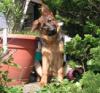 Schäferhund,  weiblich