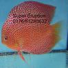 Diskus Red Leopard,  Super Eruption............