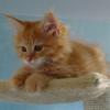 Maine Coon Babys