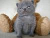 Britisch Kurzhaar/  Kartäuser Kitten suchen neue Kuschelplätze