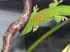 verkaufe 0.0.8 phelsuma madagascariensis grandis high red enz