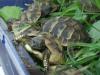 Griechische Landschildkröten NZ 2008