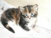 Allerliebste Maine Coon Babys Mitte Nov.2008 abzugeben