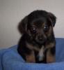 Kleine Chihuahua/ Yorki Mix Hündin