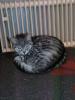 entlaufen /  vermisst Katze Mia