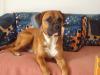 Ich suche dringend einen Hundesitter in Ratzeburg!!