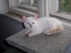 Siam-Perser-Mischlingskaterchen