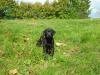 Labradorrüde sucht neues zu Hause  9Wochen