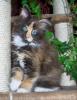 Maine Coon Mädchen (bunt und typvoll)