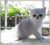 Knuffige Exotic Shorthair-Katerchen