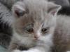 Süße BKH/ BLK Kitten suchen Schmuseplatz