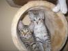 Süße Siam/ Main-Coon Mix Babys