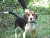 Beagle abzugeben!