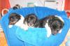 Sheltie Baby, s ---zobel-weiß und Tricolor