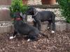 Deutsche Dogge Welpen,  schwarz,  mit Papiere abzugeben