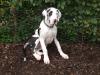 Deutsche Dogge,  Hündin,  gefleckt,  7 Monate, Papiere,  abzugeben