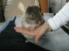 2 Chinchilla - Weibchen braun/ beige