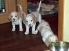 bicol. Beaglewelpen