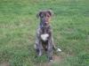 Irish Wolfhound Zwinger Irish Giants hat Welpen