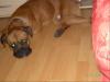  schweren herzen D.Boxer(rocky) ..1, 5 j.abzugeben geschipt und geimpft(alles auf