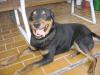 Verschmuster und verspielter Schäferhund /  Rottweiler-Mischling
