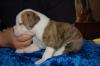 American Bulldog,  Amerikanische Bulldogge Welpen