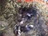 hallo unsere babys sind da von samira