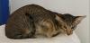 OKH-Kater,  schwarz getupft,  sucht neues zu Hause