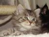 Maine Coon Katerchen sucht ab 6. November 2008 neuen Dosenöffner.