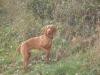 Deckrüde Magyar-Vizsla