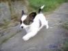 Papillon Welpen