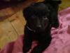 Labrador - Golden Rtr. Mix Hündin sucht zuhause