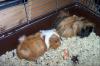 2 Meerschweinschwestern