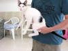 Kleiner Kater Pararos (4),  ganz großer Schmuser!