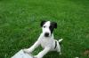 Jack-Russel/  Foxterrier Mischling