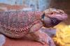 Bartagame Blood-Jungtiere abzugeben!!!