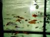 GUPPYS,  PLATTYS IN RAVENSBURG