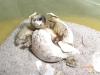 Verkaufe Landschildkröte aus Hobbyzucht 2008 und Floraton 3