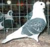 Suche Altdeusche Mövchen(weibchen)