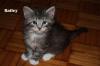 Süsse Maine Coon Babys mit Stammbaum