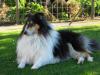 Tricolor Collierüde sucht Colliehündin,  zwecks deckung