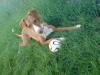 Podenco mischling 3 1/ 2 J. sucht neues zu hause