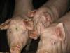 ICH VERKAUFE JUNGE SCHLACHTSCHWEINE