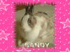 hallo von meiner candy die babys sind heute geboren