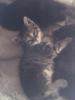 Bengal-EKH-Mix Katerbabys