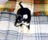 Toy-Terrier Mix-Welpen