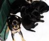 Pintscher/ Toy-Terrier Mix-Welpen